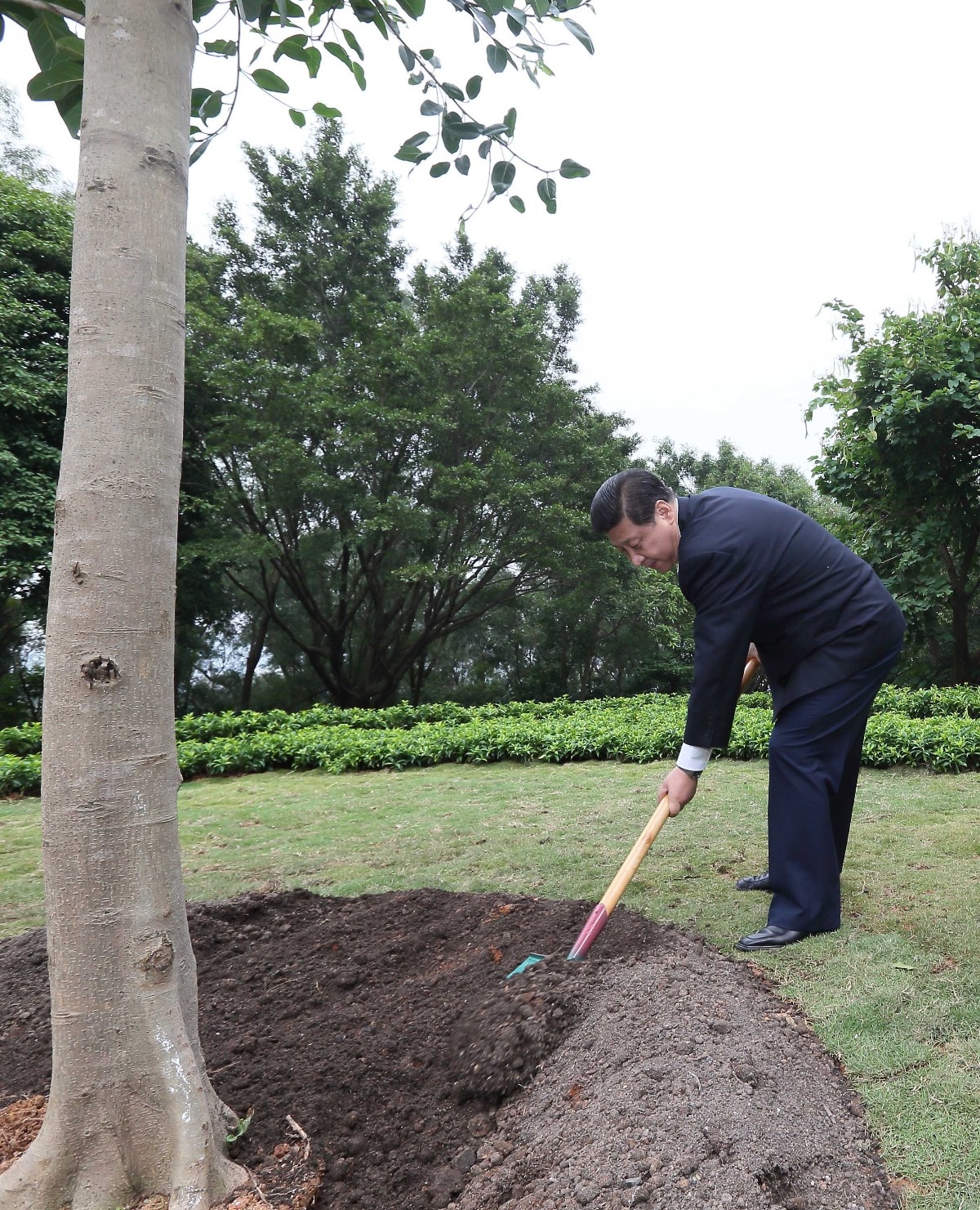 2012年12月8日，習(xí)近平在深圳蓮花山公園種下一棵高山榕樹。